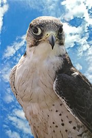 Falconry