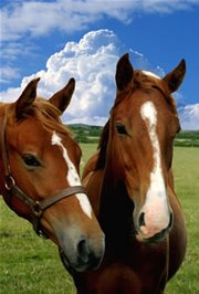 Horse Riding