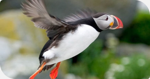 SCpuffin-6